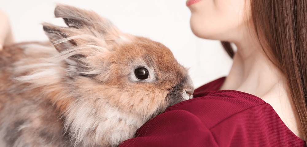 mejores juguetes para conejos