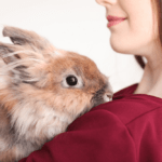 mejores juguetes para conejos