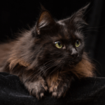 personalidad de los gatos