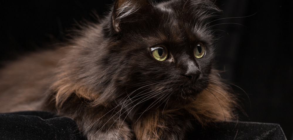 personalidad de los gatos