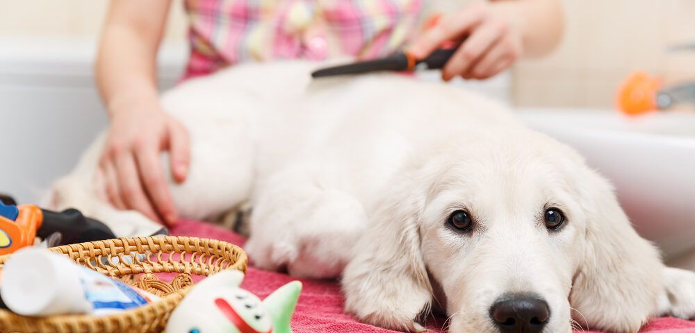 muda del pelo del perro