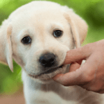 consejos para que cachorro no muerda