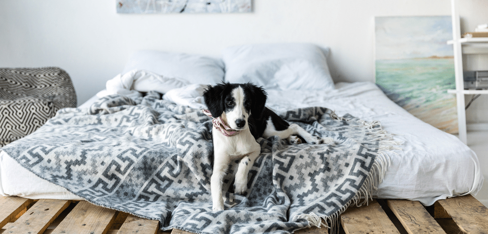dejar dormir a perro en cama
