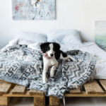 dejar dormir a perro en cama