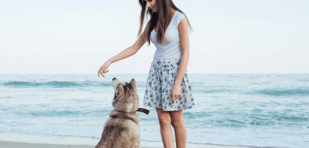 trucos para enseñar a tu perro a sentarse