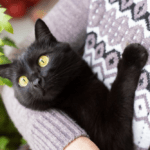 razas de gatos
