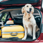 viajar con perros