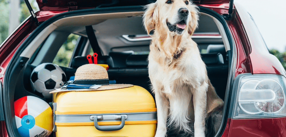 viajar con perros