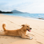 aliviar calor perro verano