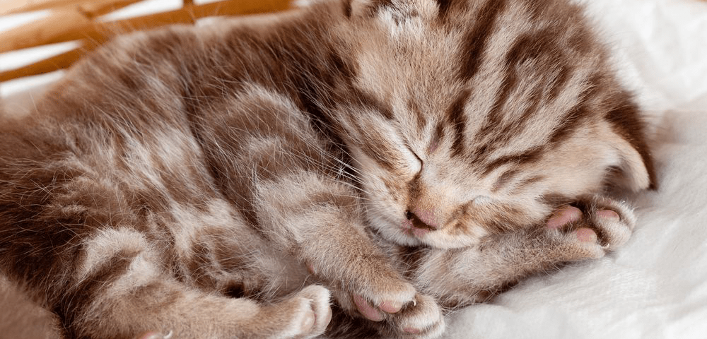 destete en gatos