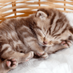 destete en gatos