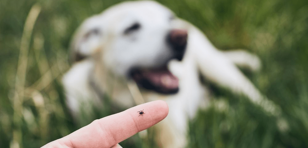 quitar garrapatas de perro