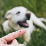 quitar garrapatas de perro