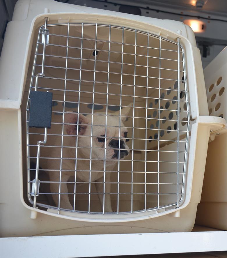 Residencia canina madrid transporte