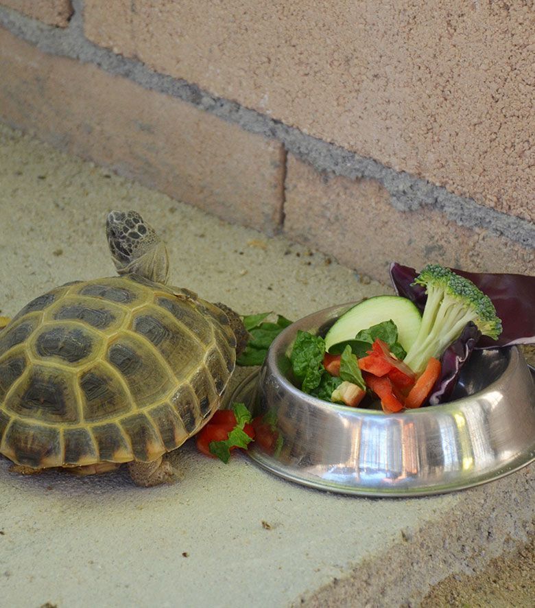 Residencia para tortugas y animales exóticos en Madrid