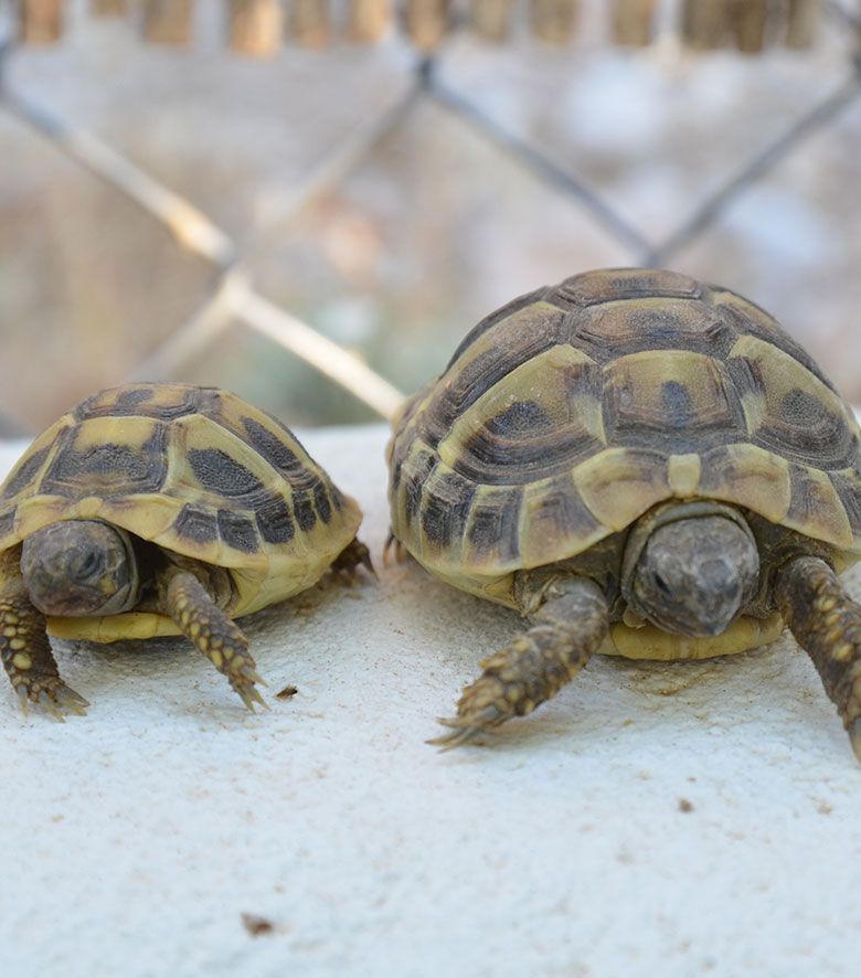 Residencia para tortugas y animales exóticos en Madrid