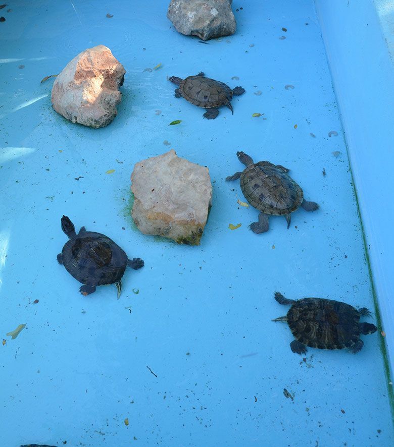 Residencia para tortugas y animales exóticos en Madrid