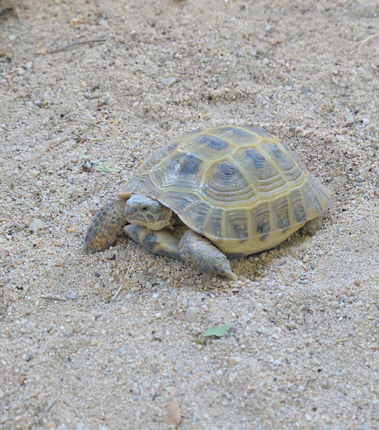 Residencia para tortugas y animales exóticos en Madrid