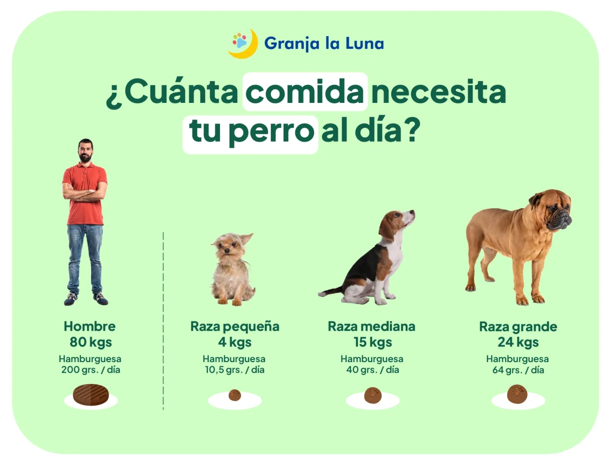 obesidad perros