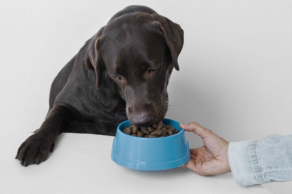 obesidad perros