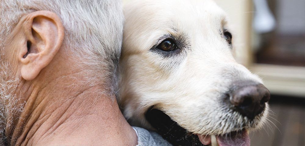 perros ancianos