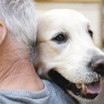 perros ancianos