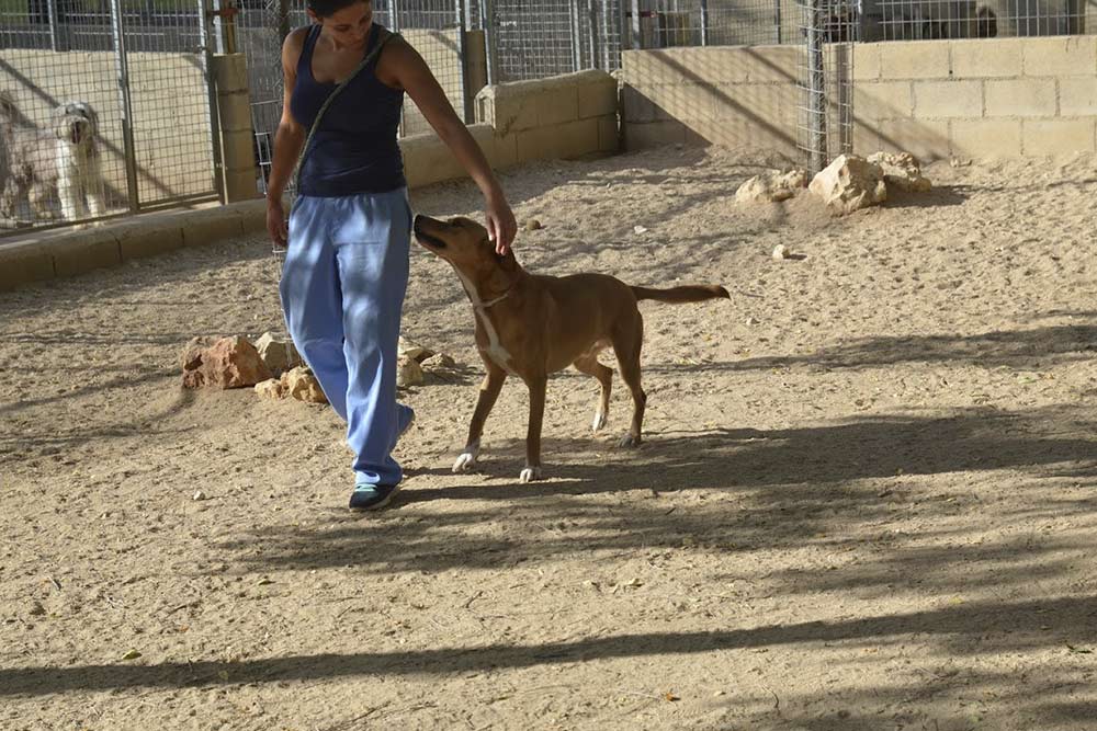 cuidados perros ancianos