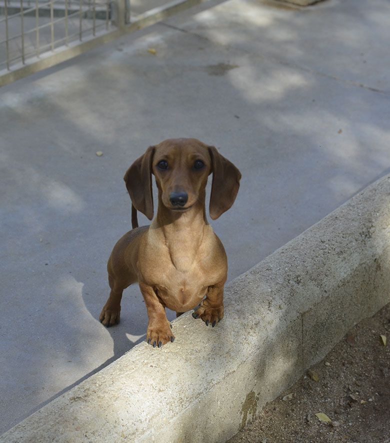 Guardería canina