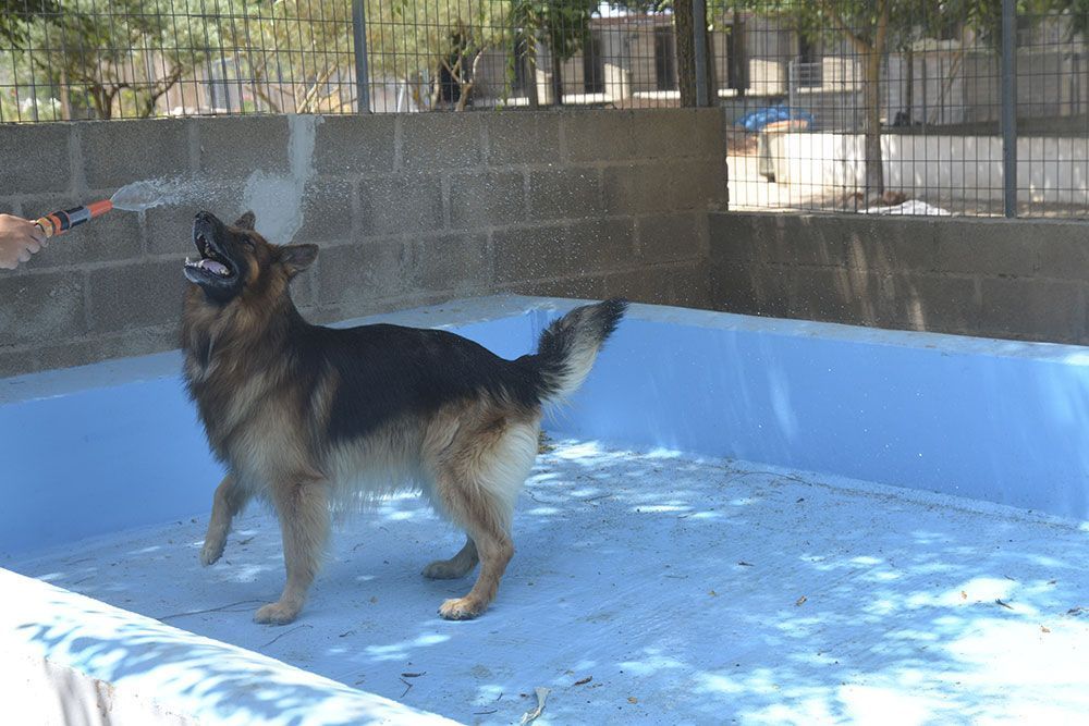 mascota residencia fin de semana