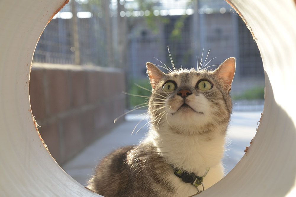 El refugio perfecto para tu mascota durante el fin de semana