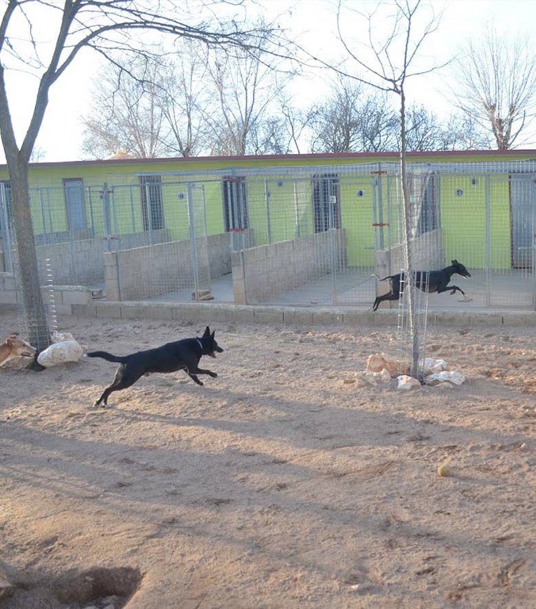 Residencia perros Madrid