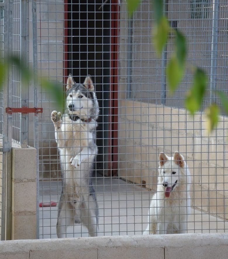 Residencia perros Madrid