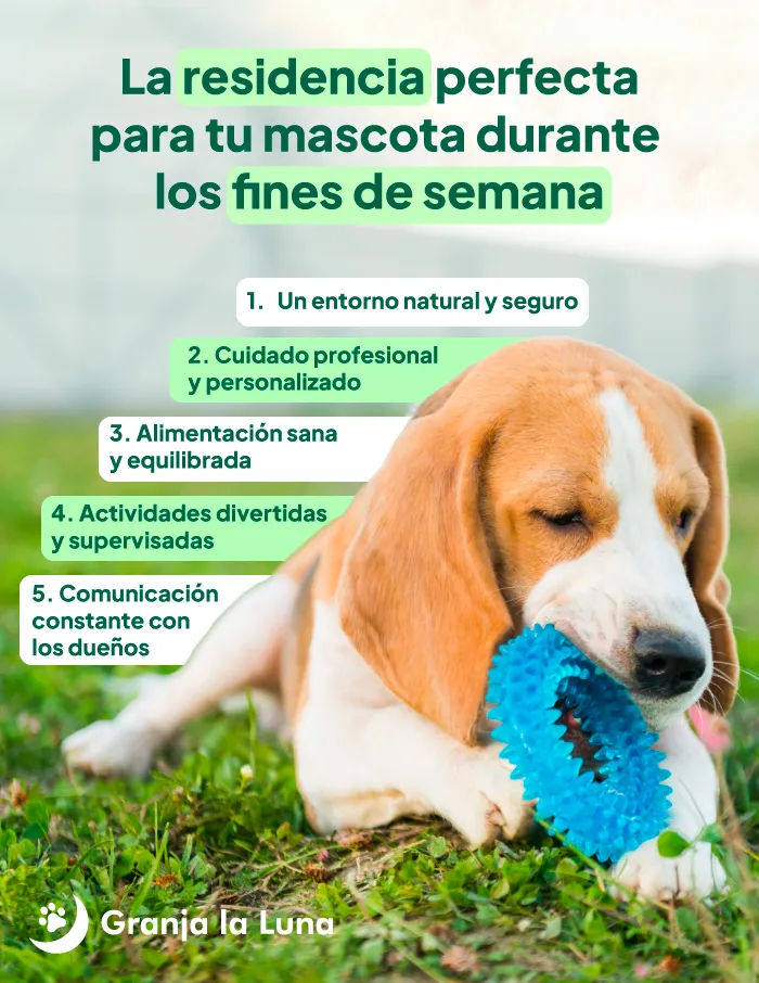 residencia mascota fin de semana madrid