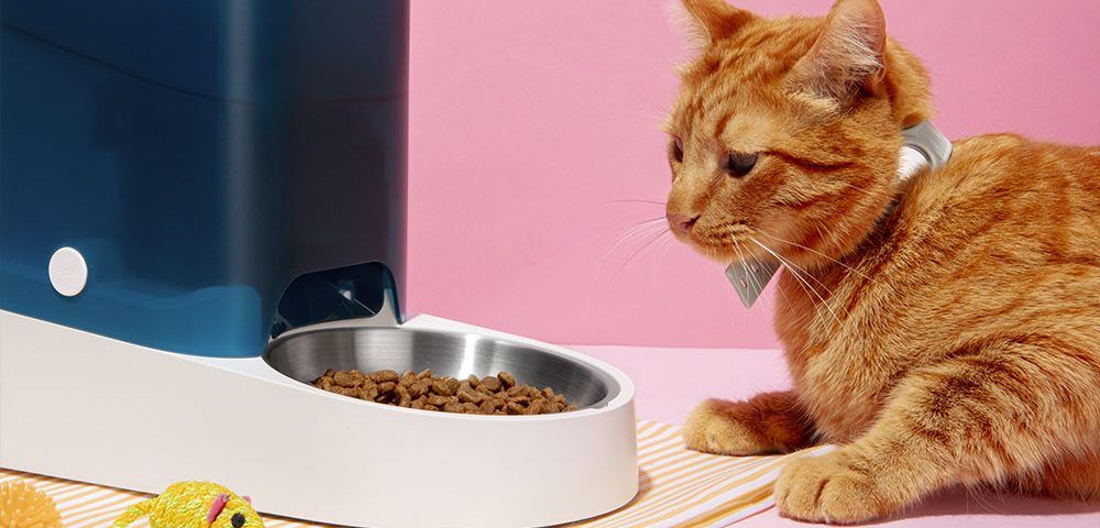 Dieta gato