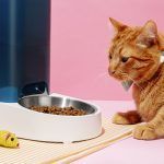 Dieta gato
