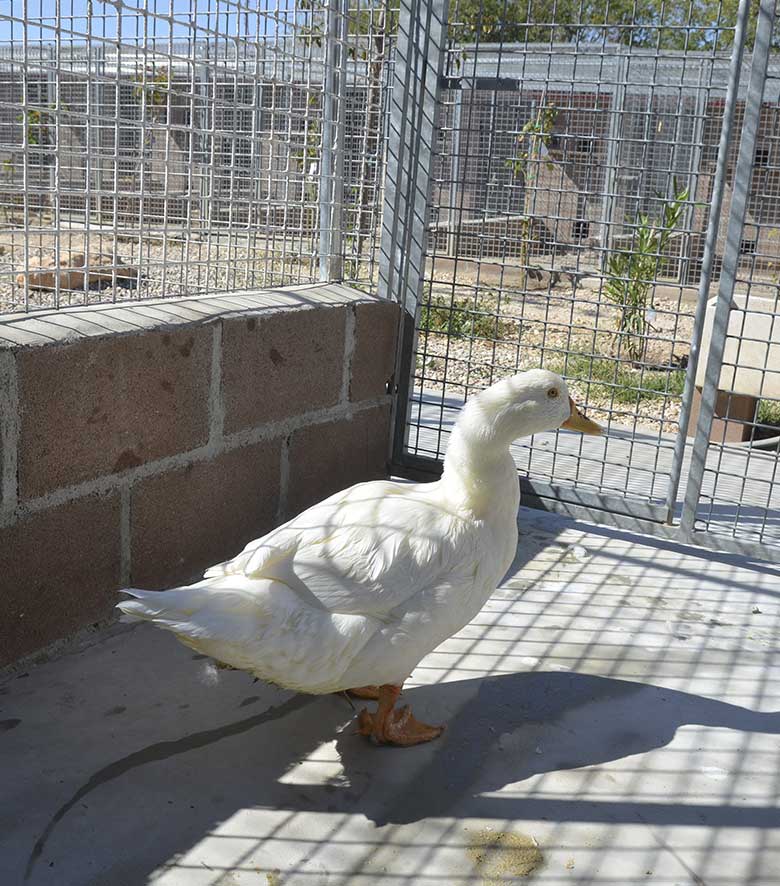 guardería animales madrid