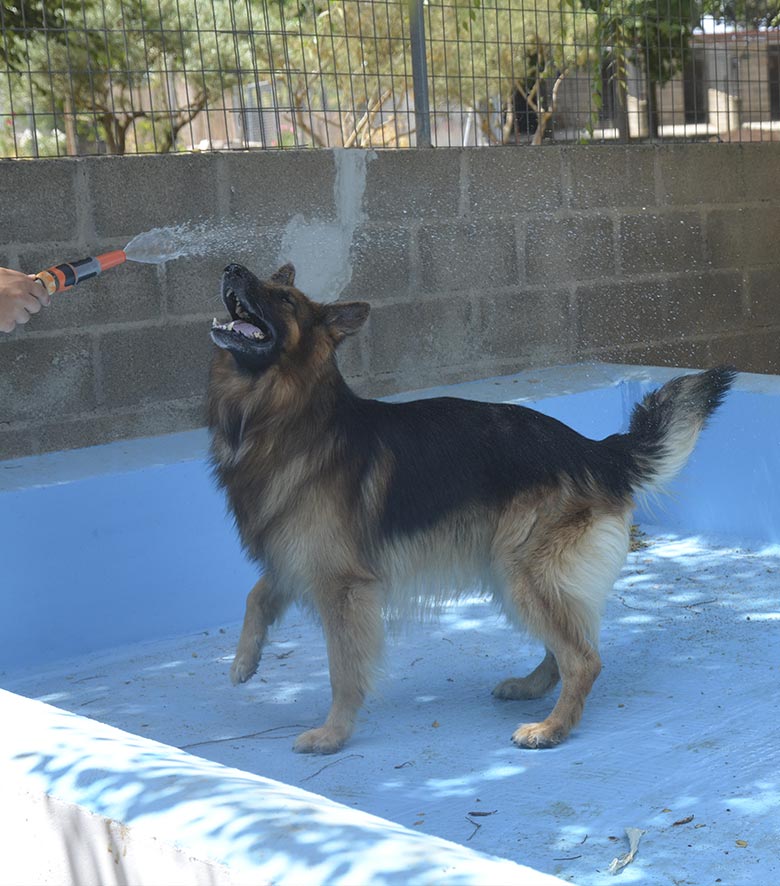 Residencia perros Madrid