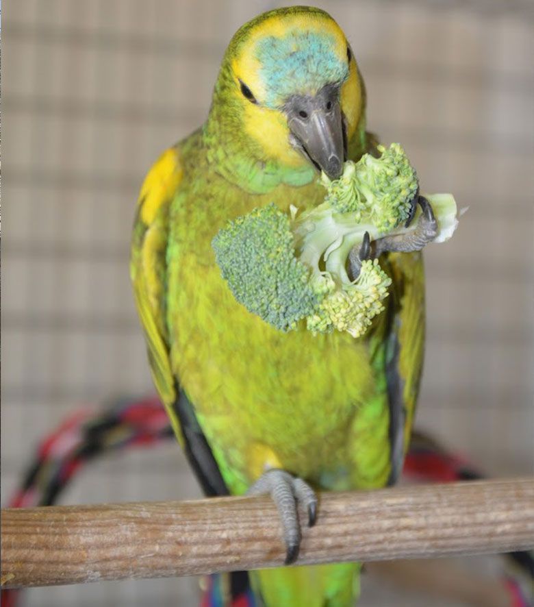 hotel animales madrid