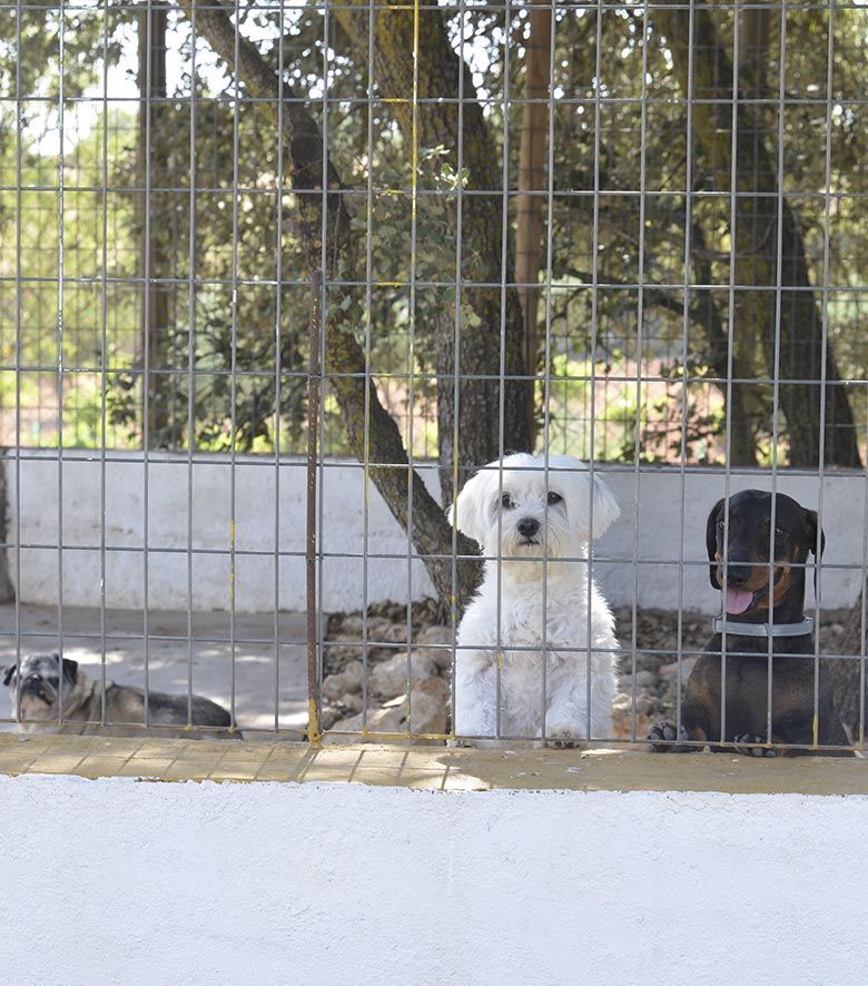 Guardería canina
