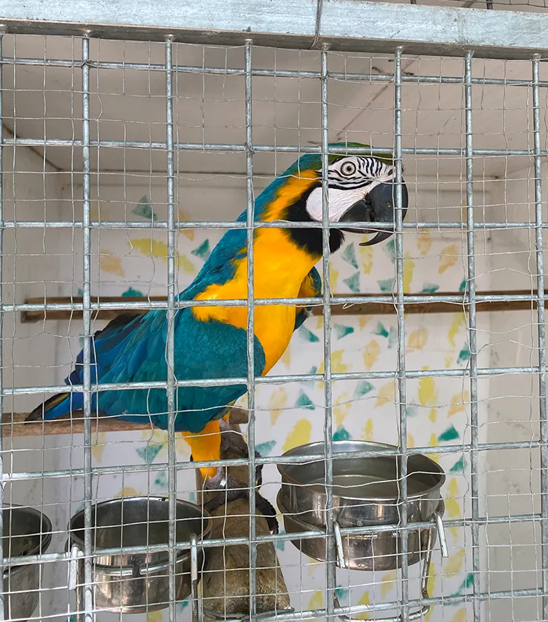 guarderia para loros y aves en Madrid
