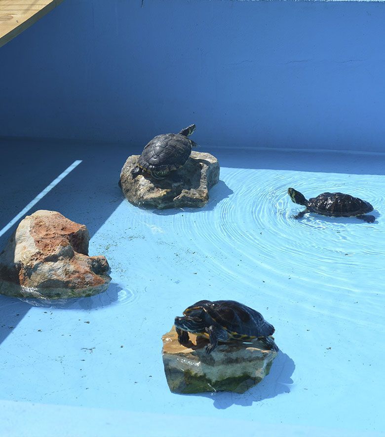 residencia tortugas al aire libre