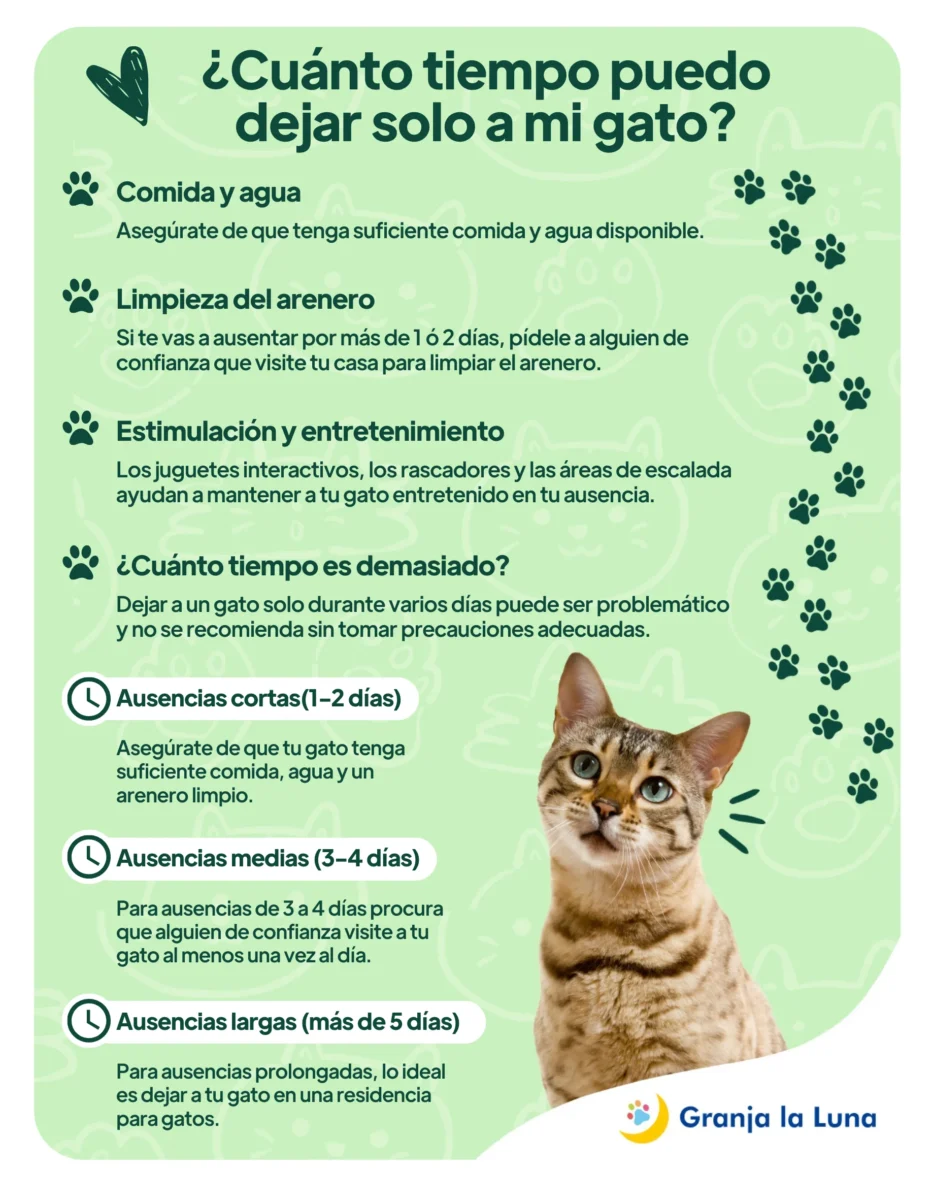 cuanto tiempo solo gato