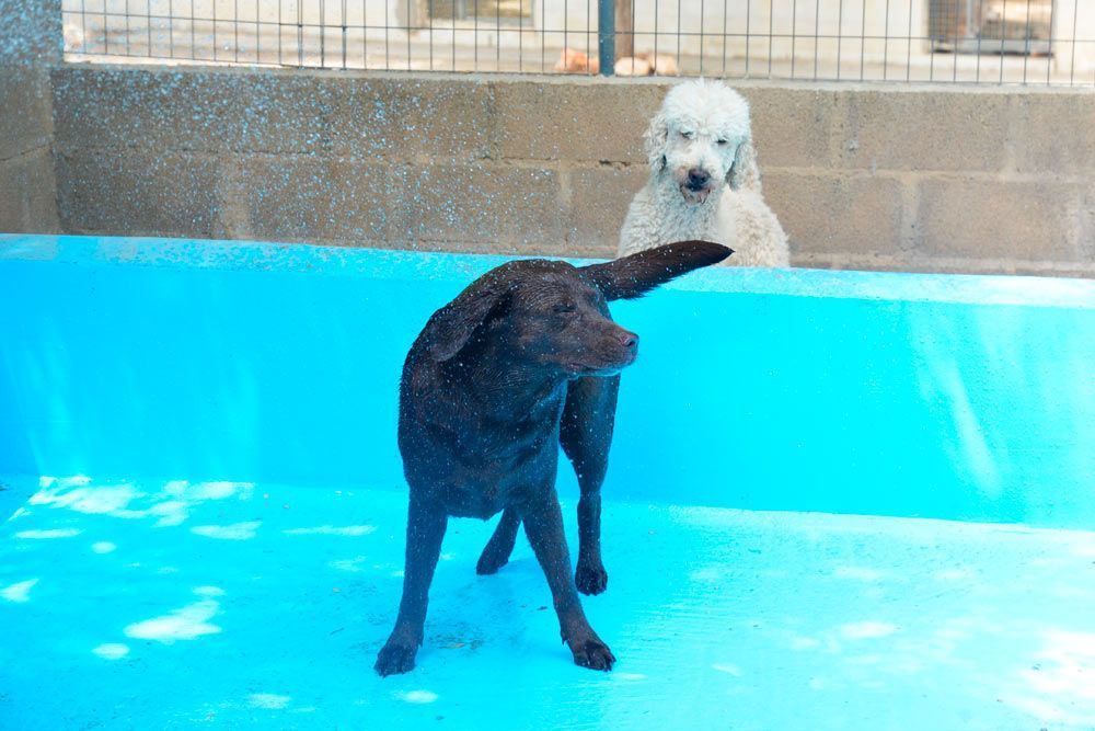 Consejos para mantener a tu perro saludable