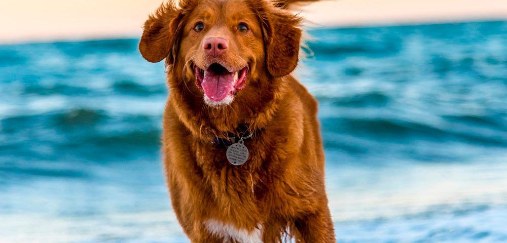 Cómo prevenir enfermedades en tu perro