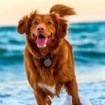 Cómo prevenir enfermedades en tu perro
