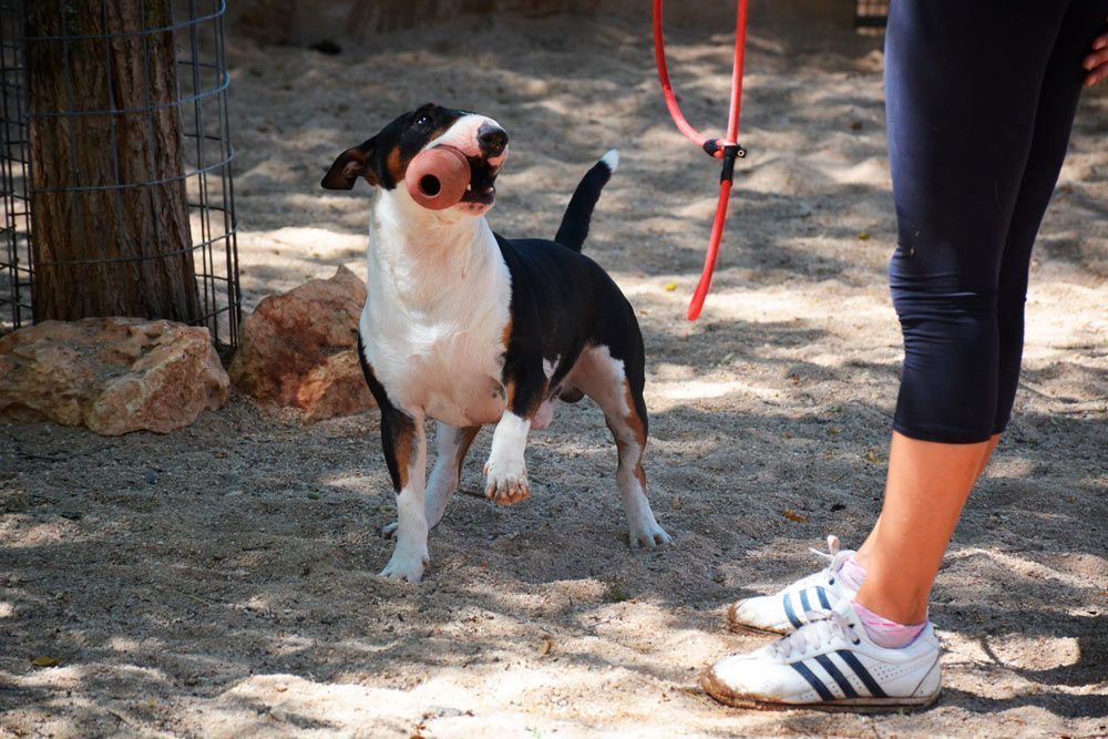Consejos para mantener a tu perro saludable