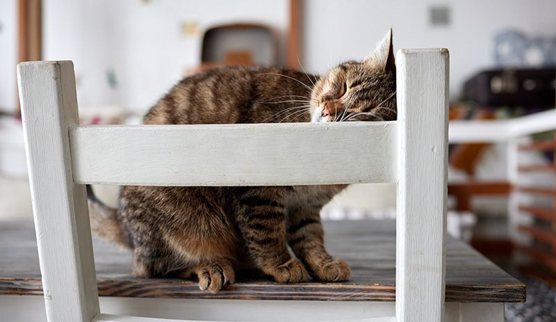 cuanto tiempo solo gato