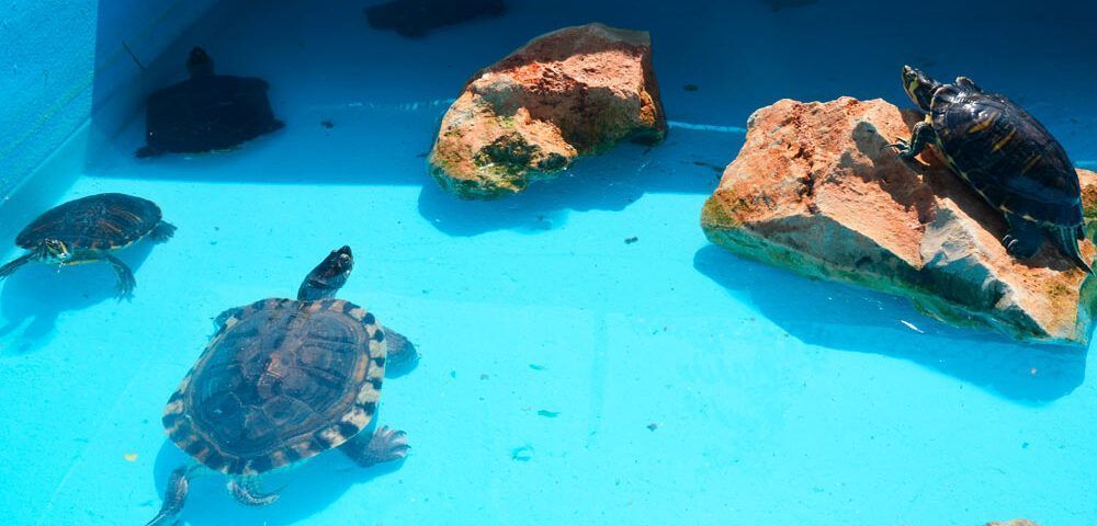Dónde dejar tu tortuga en Madrid si te vas de vacaciones