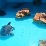 Dónde dejar tu tortuga en Madrid si te vas de vacaciones
