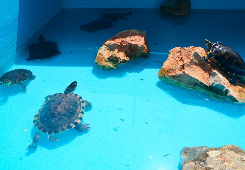 Dónde dejar tu tortuga en Madrid si te vas de vacaciones